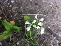 Raphanus raphanistrum raphanistrum