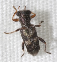 Phyllobaenus