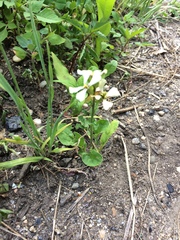 Raphanus raphanistrum raphanistrum