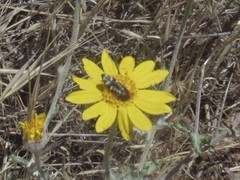 Acmaeodera connexa