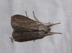 Cucullia omissa
