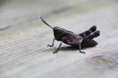 Traulia ornata okinawaensis