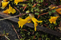 Erythranthe microphylla