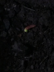 Microphotus angustus