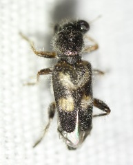 Phyllobaenus