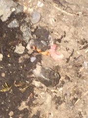 Microphotus angustus