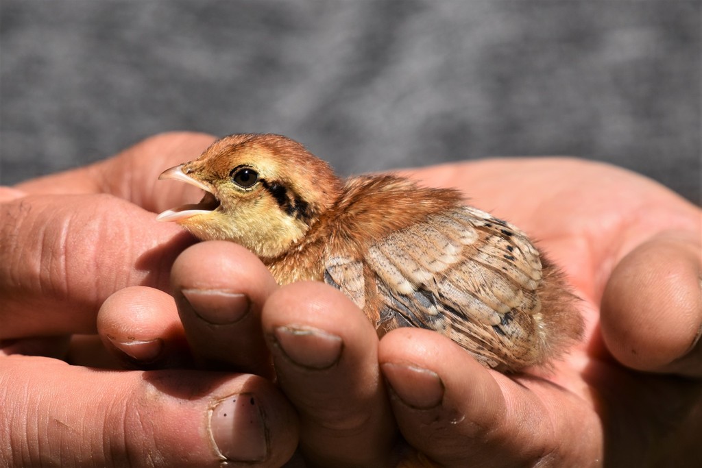 Vancouver Island Ruffed Grouse