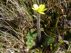 Ranunculus multiscapus