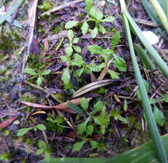 Centipeda minima minima