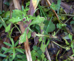 Centipeda minima minima