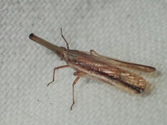 Zedochir fuscovittatus