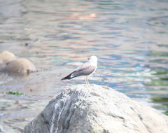 Larus crassirostris