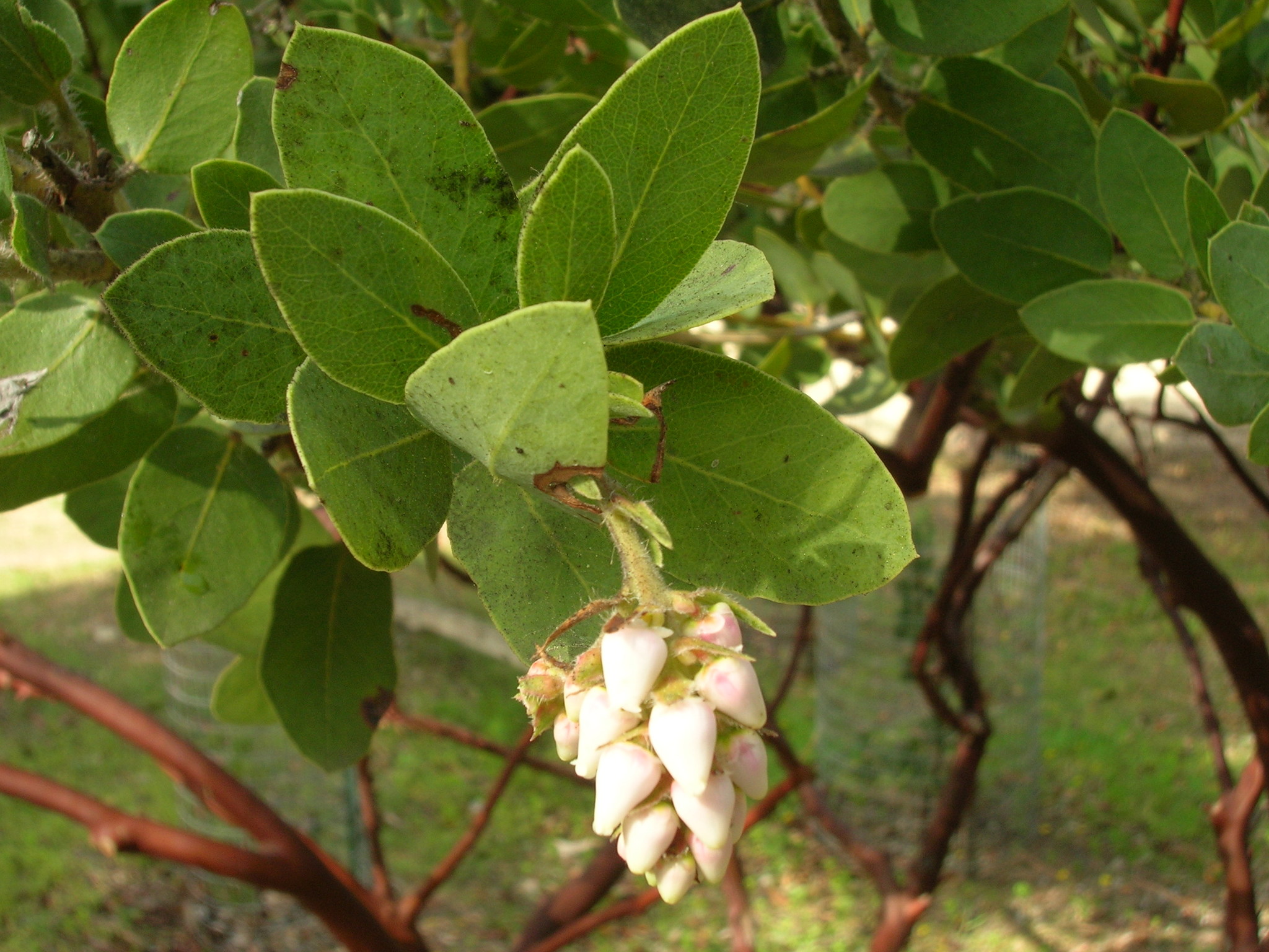 Arctostaphylos catalinae