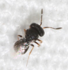 Trissolcus