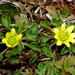 Ranunculus foliosus - Photo (c) harrylurling, alguns direitos reservados (CC BY-NC), uploaded by harrylurling