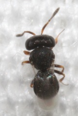 Trissolcus