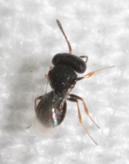 Trissolcus