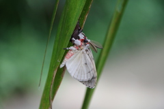 Lymantria xylina