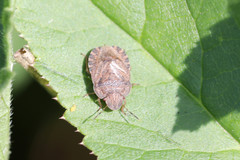 Sciocoris homalonotus