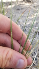 Divisae