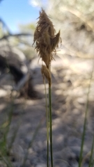 Divisae
