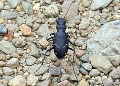 Cicindela longilabris