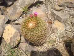 Mammillaria hamata