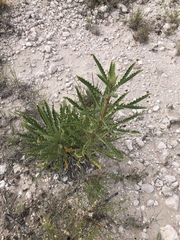 Mentzelia decapetala