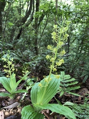 Liparis sootenzanensis