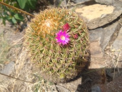 Mammillaria hamata
