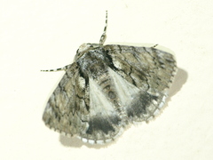 Rhuma argyraspis
