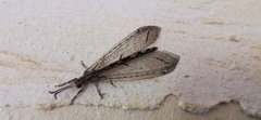 Acanthaclisini