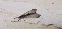 Acanthaclisini