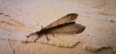 Acanthaclisini