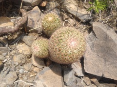 Mammillaria hamata