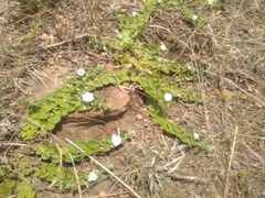 Evolvulus prostratus