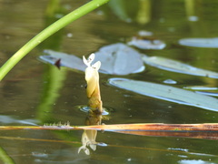 Aponogeton distachyos