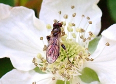 Sphegina