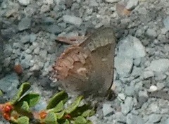 Satyrium saepium chlorophora