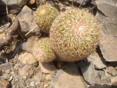 Mammillaria hamata