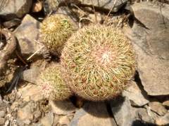 Mammillaria hamata