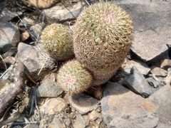 Mammillaria hamata