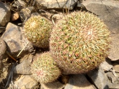 Mammillaria hamata