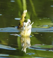 Aponogeton distachyos