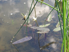 Aponogeton distachyos