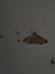 Elophila ekthlipsis