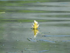 Aponogeton distachyos