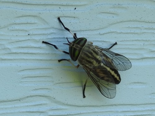 Tabanus subsimilis photo 4
