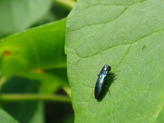 Agrilus cyanescens