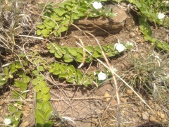 Evolvulus prostratus